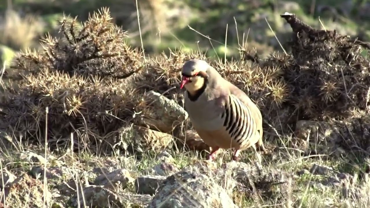 Keklik Avı (Bağlı) - الحجل طائر - куропатка - partridge