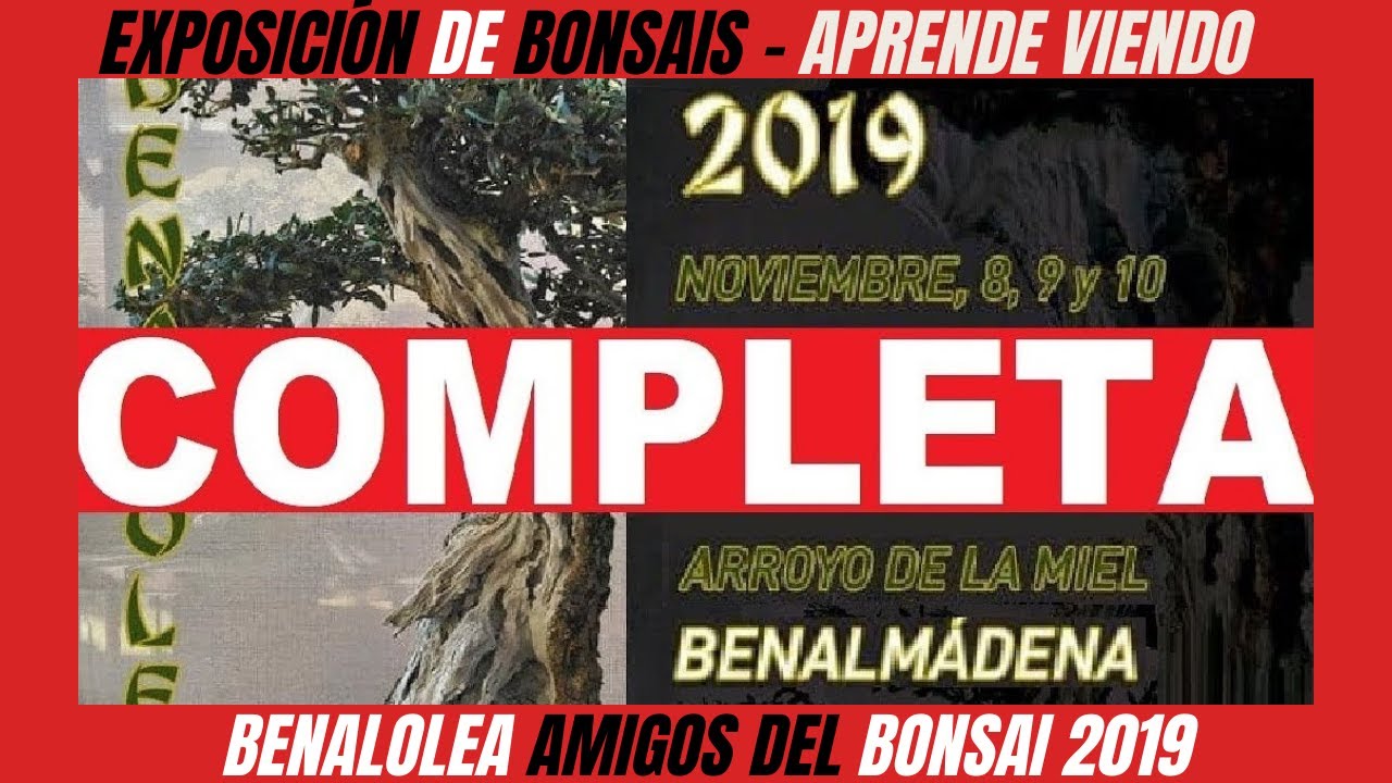 ESPECIAL BONSAI OLIVO COMPLETO / EXPOSICIÓN BENALOLEA 2019 AMIGOS DEL BONSAI
