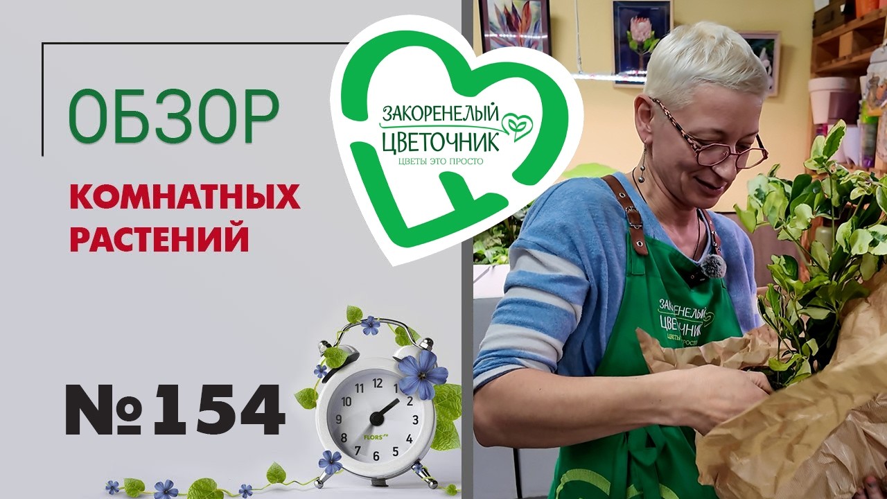 Спатифиллумы - женское счастье, ятрофа, папоротники, орнитогалум, ктенанте. Распаковка растений  154
