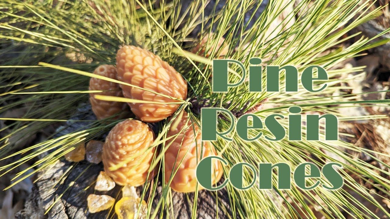 Pine Resin Cones 2023