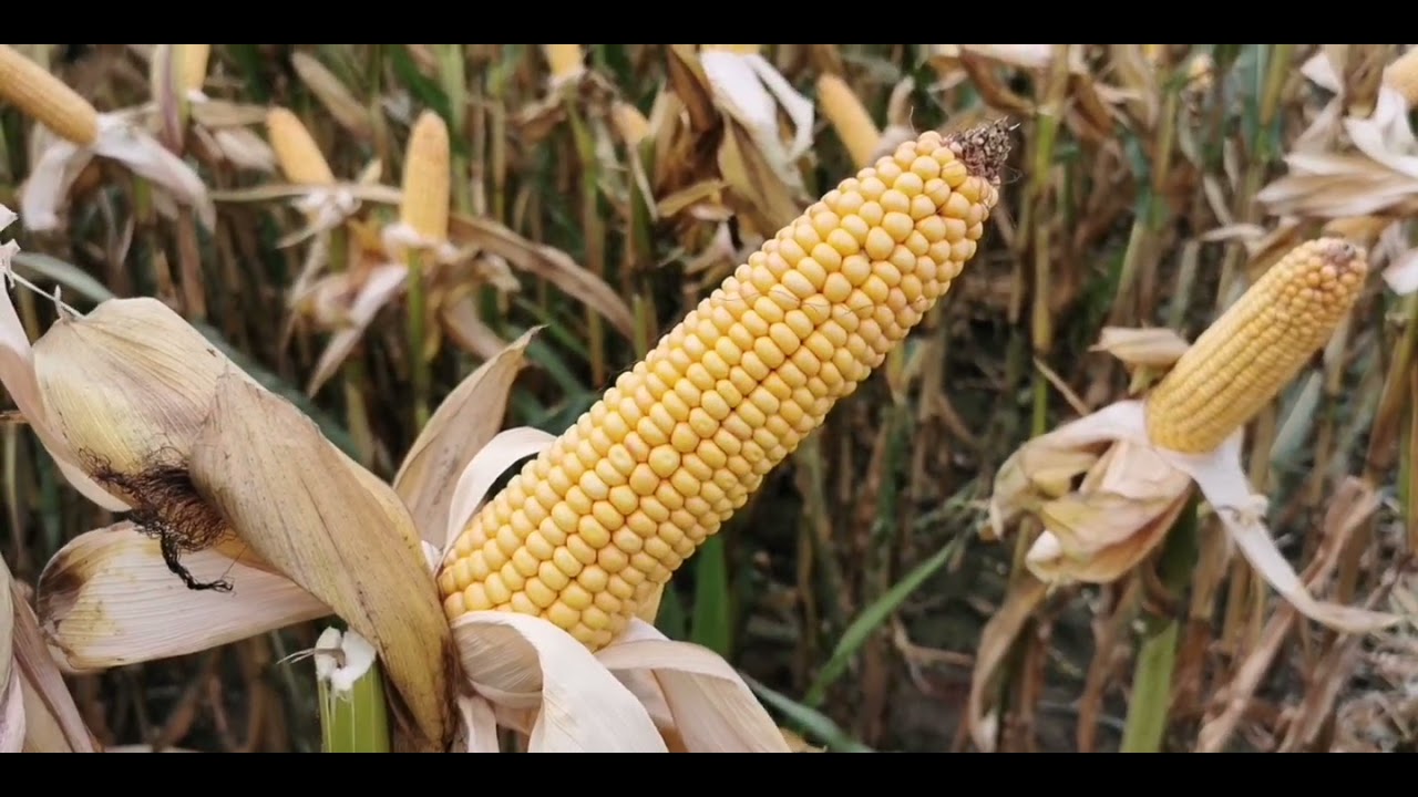 Dni Pola AGROKOS Kosobudy - omówienie odmian farmsaat
