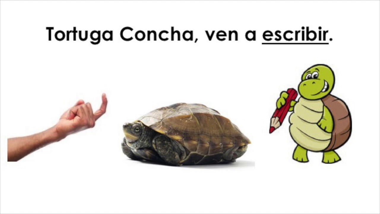 La tortuga concha