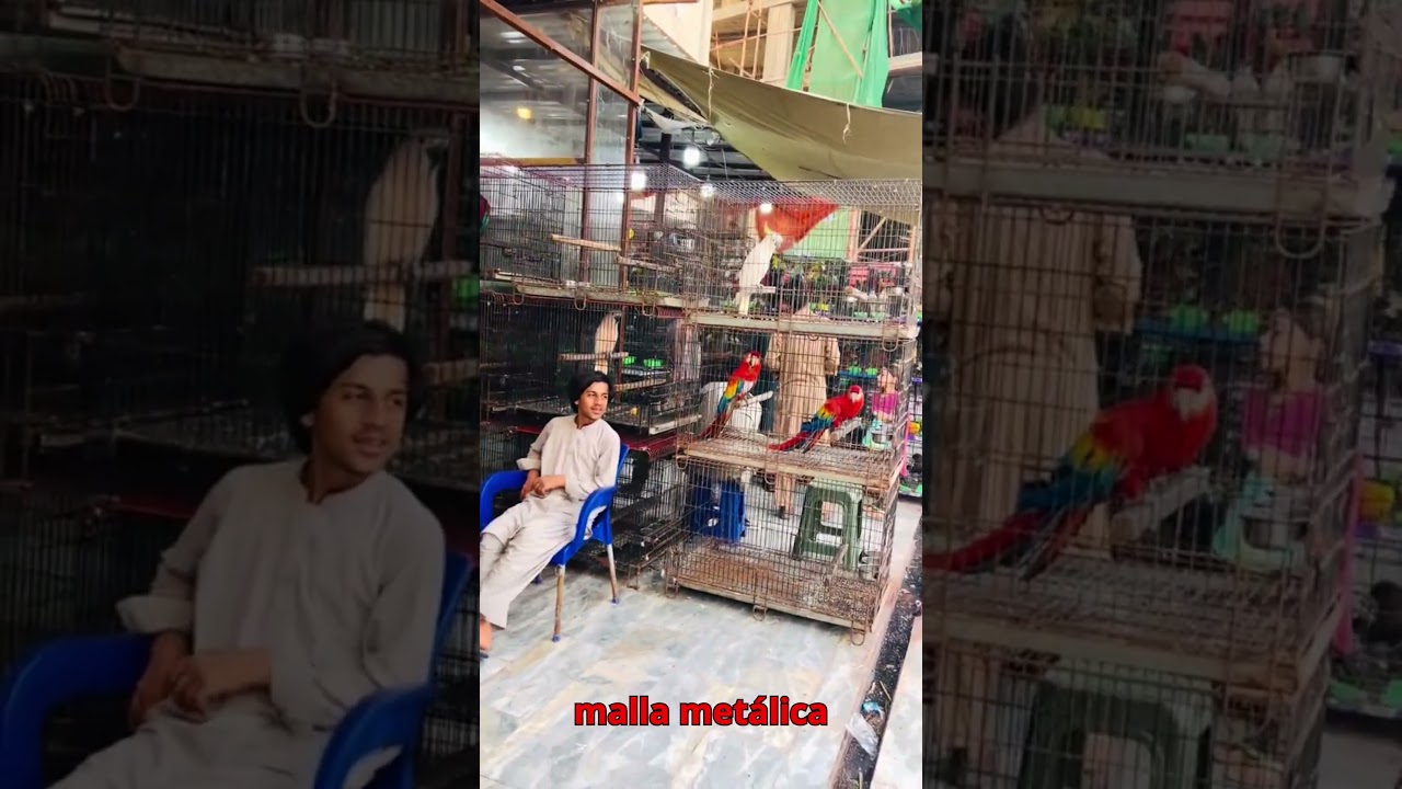 🦜&iexcl;Incre&iacute;ble mercado en Pakist&aacute;n! 😱 #MercadosDelMundo #AvesExoticas #Curiosidades #Pakistan #Loros