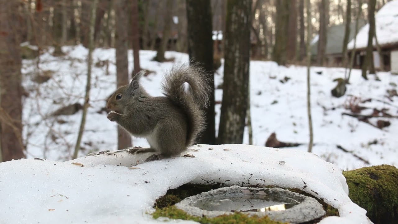 今日のニホンリス　２月１５日