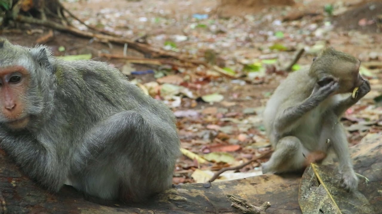 Monkey    4
