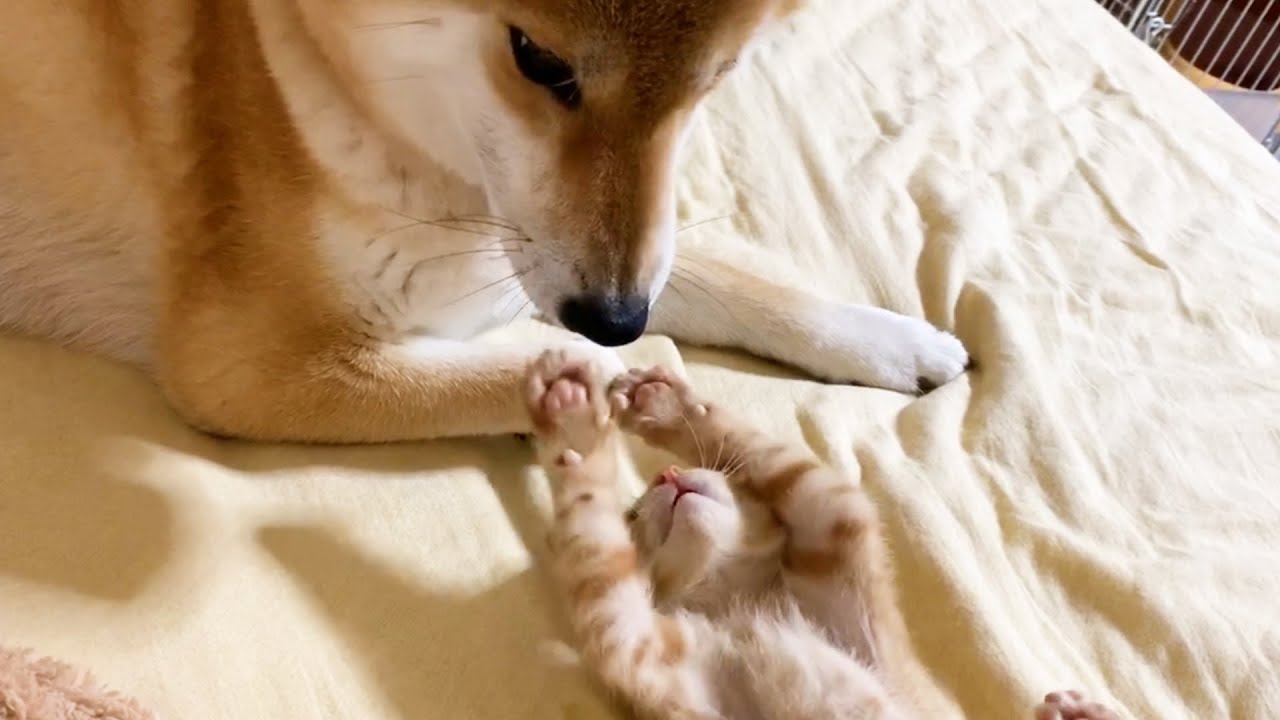 子猫もお姉ちゃん猫もやっぱり最後は柴犬ママ♥