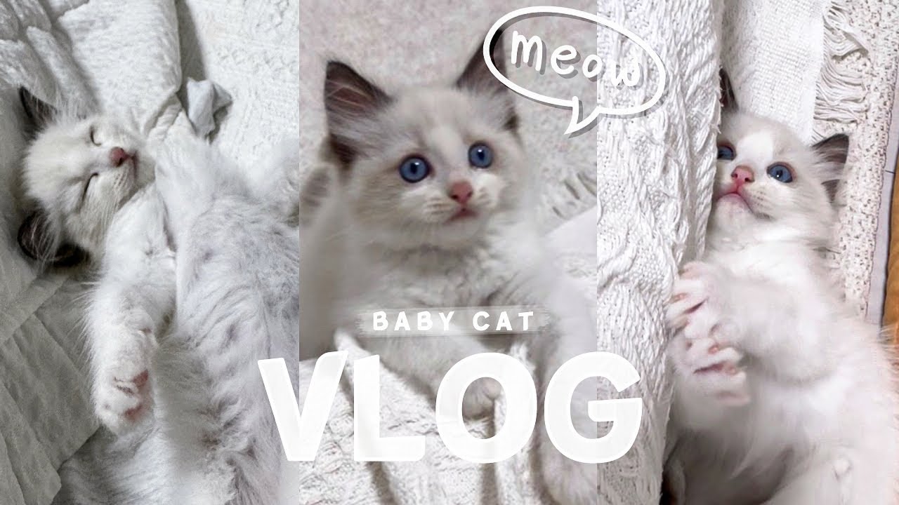Vlog 아기고양이 입양했어요!🤍 / 초보집사 / 랙돌 분양 / 고양이 입양 브이로그 🤍