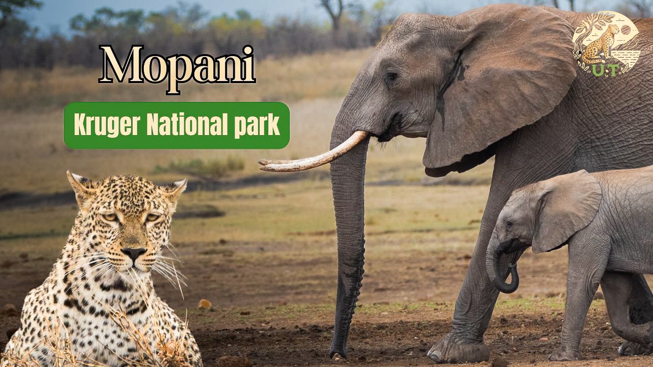 Mopani & Shipandani Sleepover Hide |4K| Untamed Toms in Kruger National Park