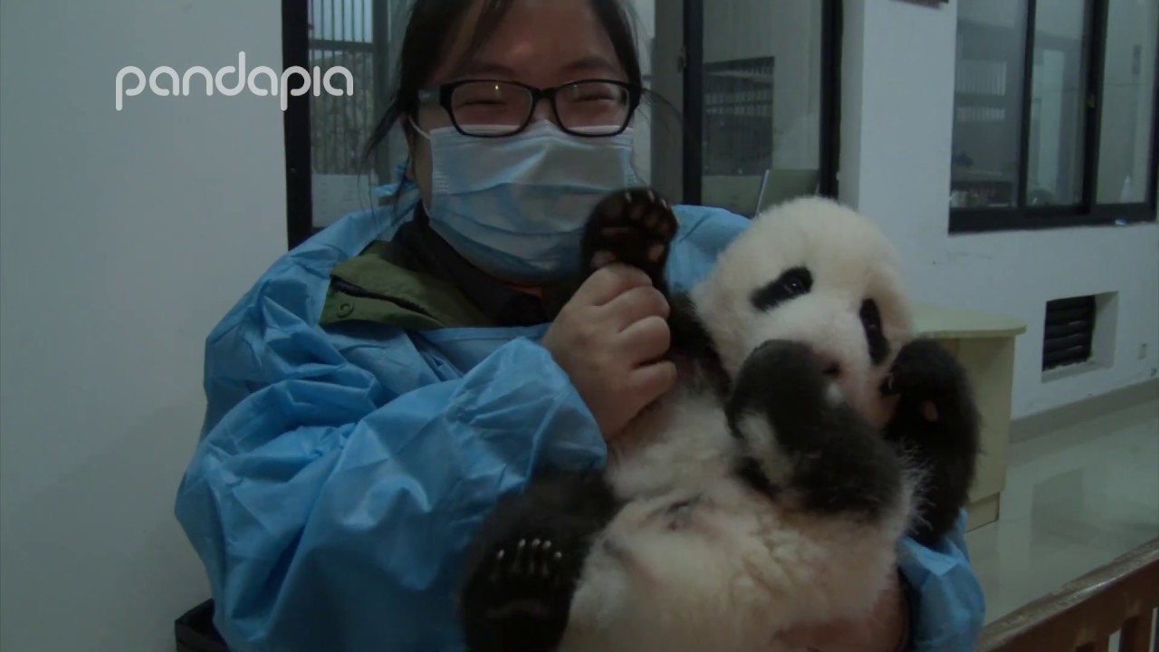 Nanny Mei gives love to baby panda