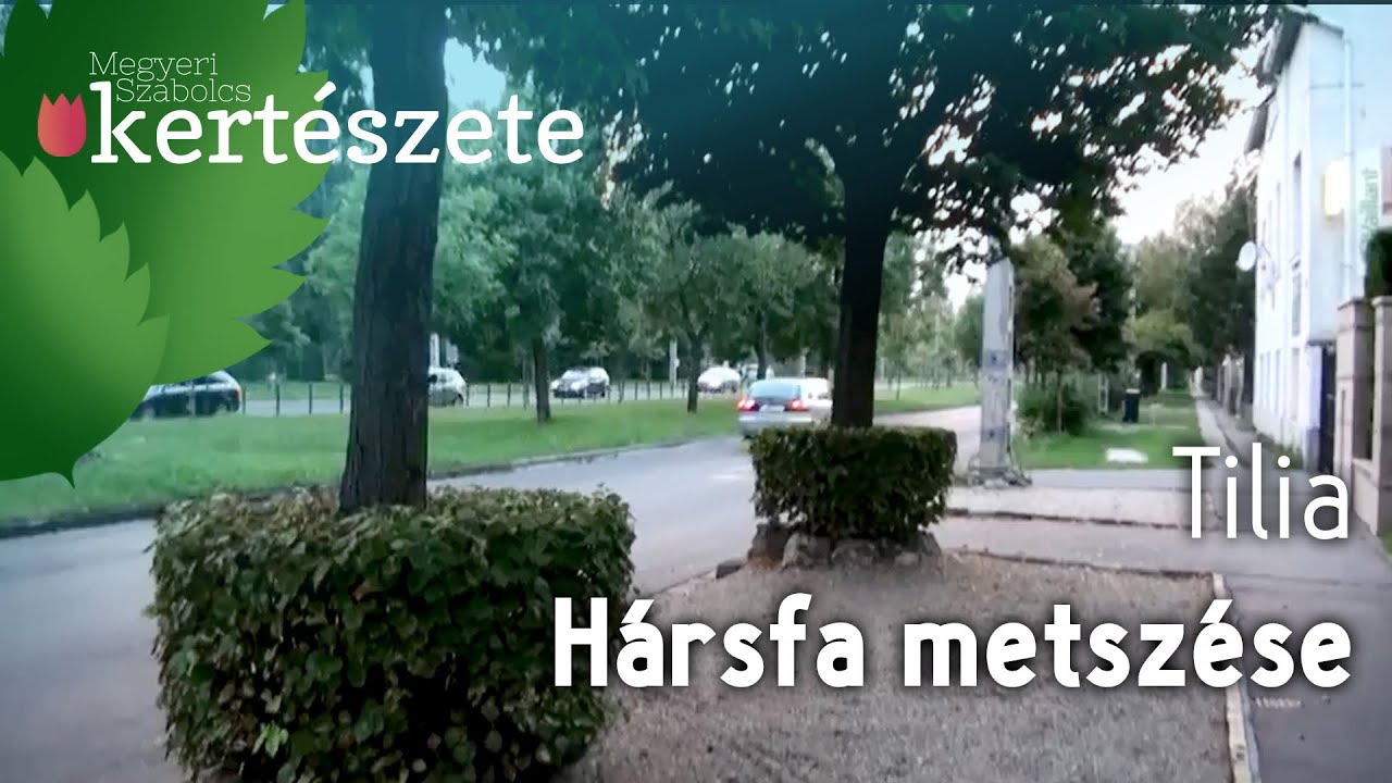 H&aacute;rsfa metsz&eacute;se - Tilia - H&aacute;rsfa sarjak - Fa gondoz&aacute;sa - Megyeri Szabolcs Kert&eacute;szete Szolnok