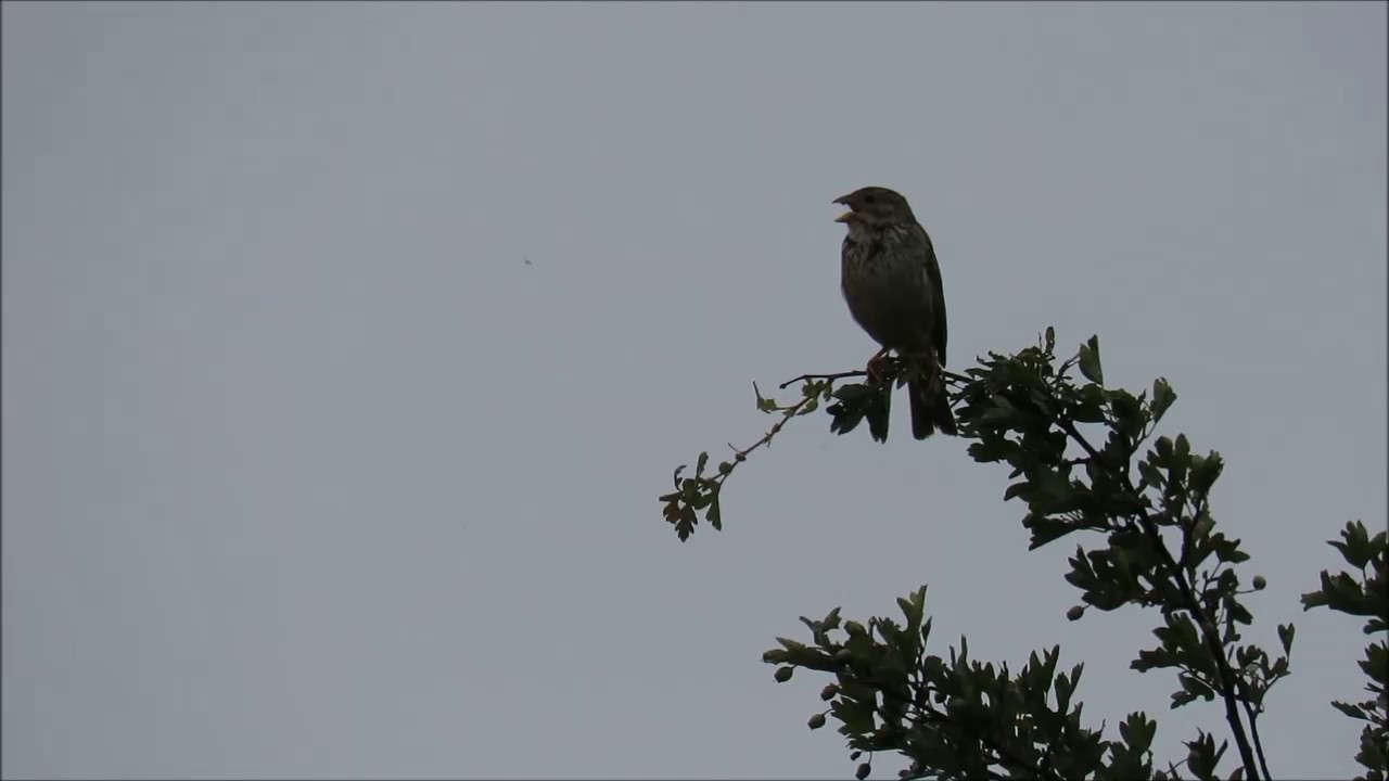 Corn Bunting /Grauammer
