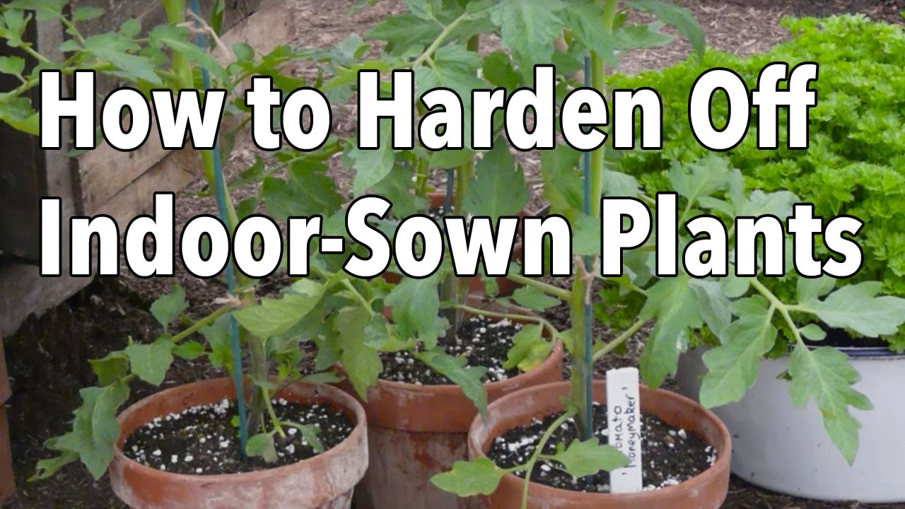 How to Harden Off Indoor-Sown Plants