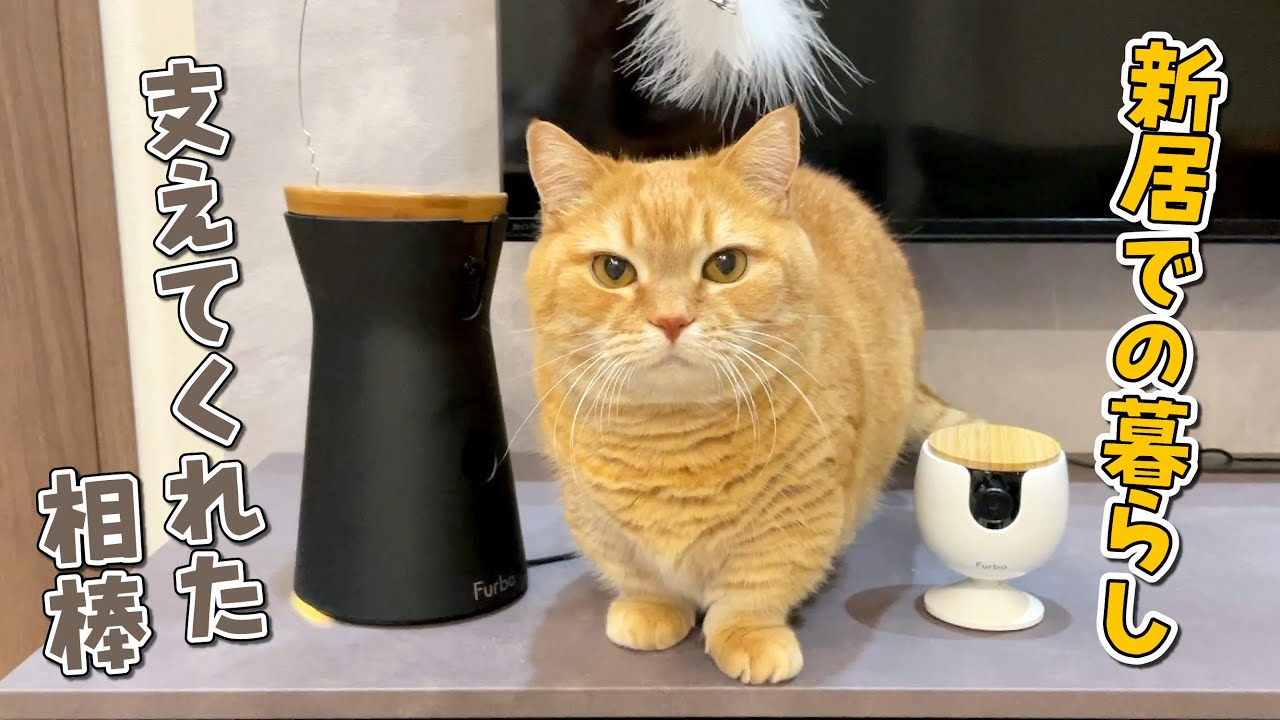 普段見られない愛猫の暮らしの一部始終を覗いたら楽しすぎました…！【Furboペットカメラ】