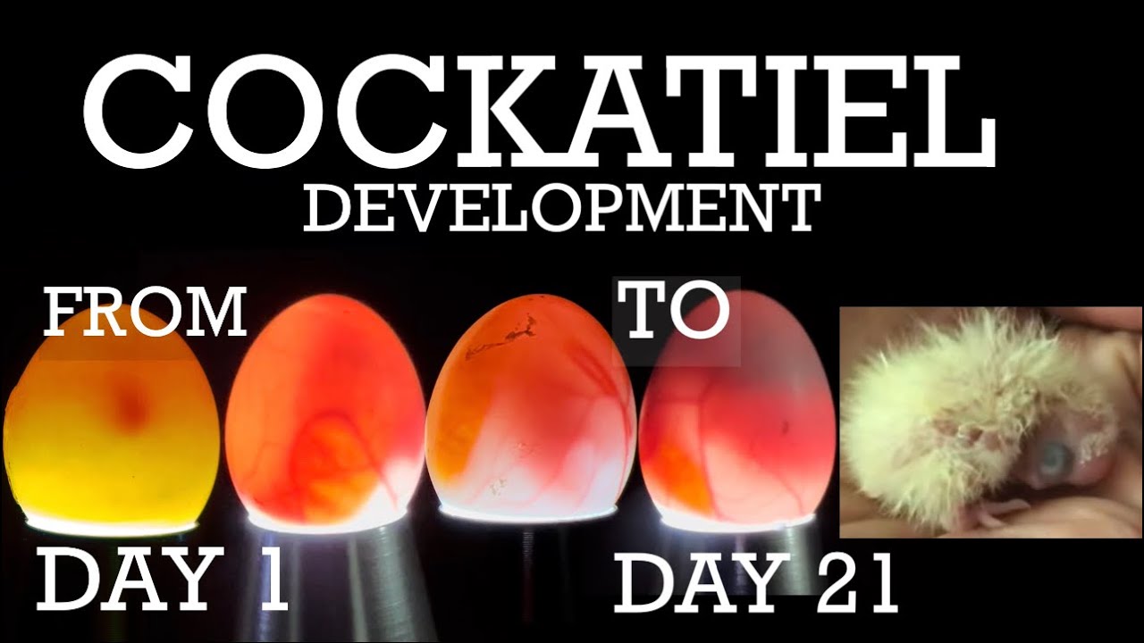 Cockatiel Egg Development From Day 1 To Day 21 Egg Hatch And First Hand Feed