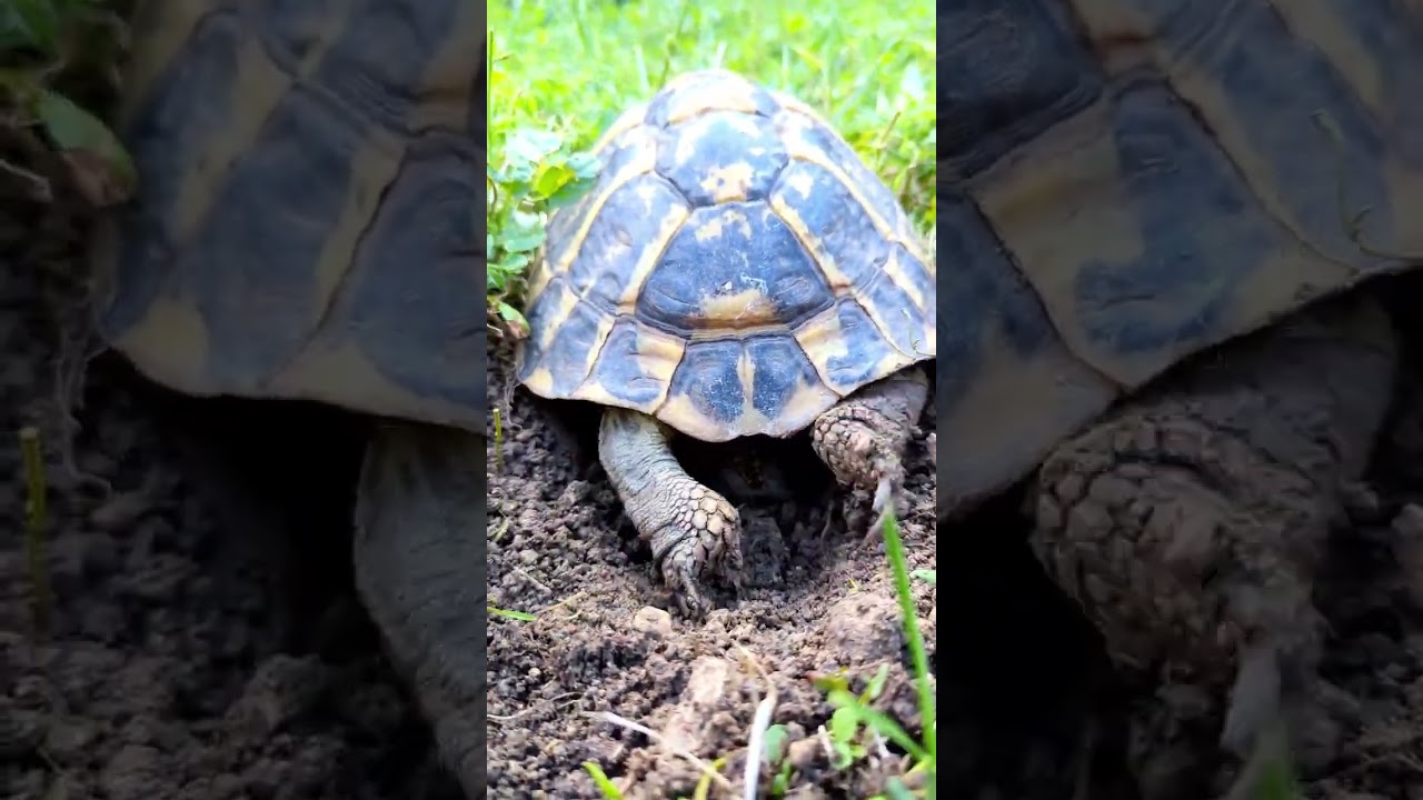 Tortue Hermann ponte