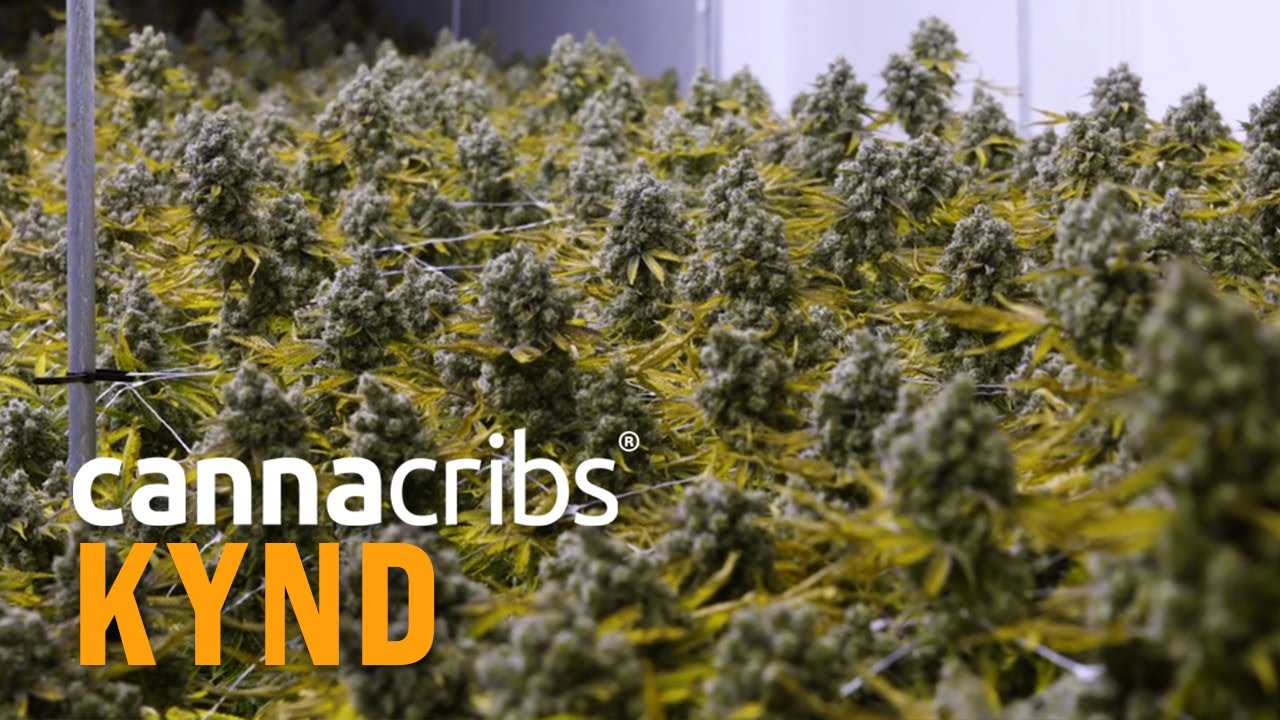 Deep Water Culture at Scale - Growing Cannabis at KYND, Reno, Nevada