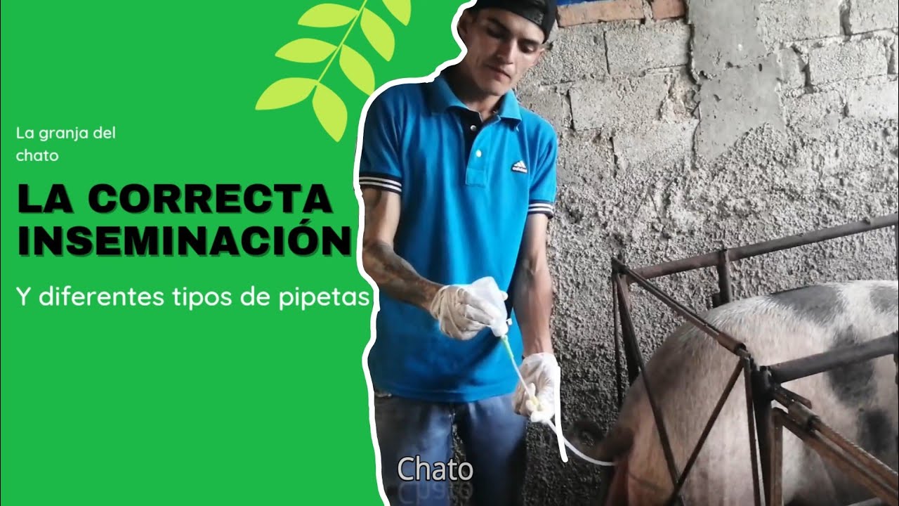Como inseminar una cerda