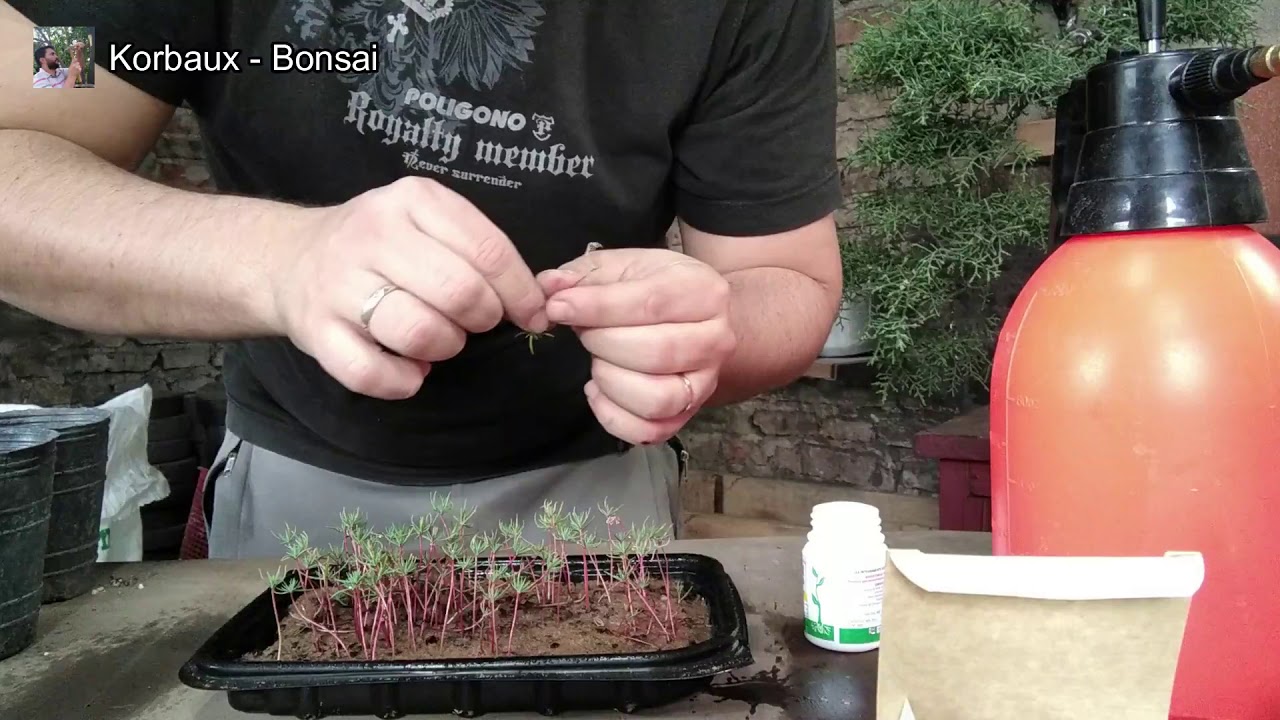 Korbaux - Bonsai. Cipreses. Cultivo desde semilla.