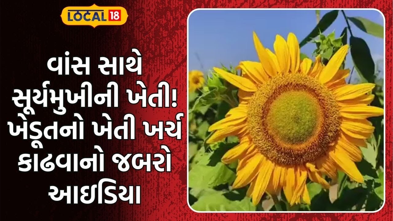 Amreli Cultivation | વાંસ સાથે સૂર્યમુખીની ખેતી! ખેડૂતનો ખેતી ખર્ચ કાઢવાનો જબરો આઇડિયા| Farming