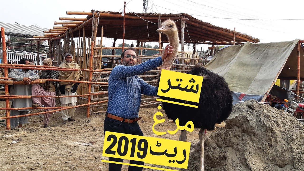 BAKRA MANDI PAKISTAN MA SHUTAR MURGH KIS RATE MEN MILTA HAI PAKISTAN MEN - OSTRICH FARMING