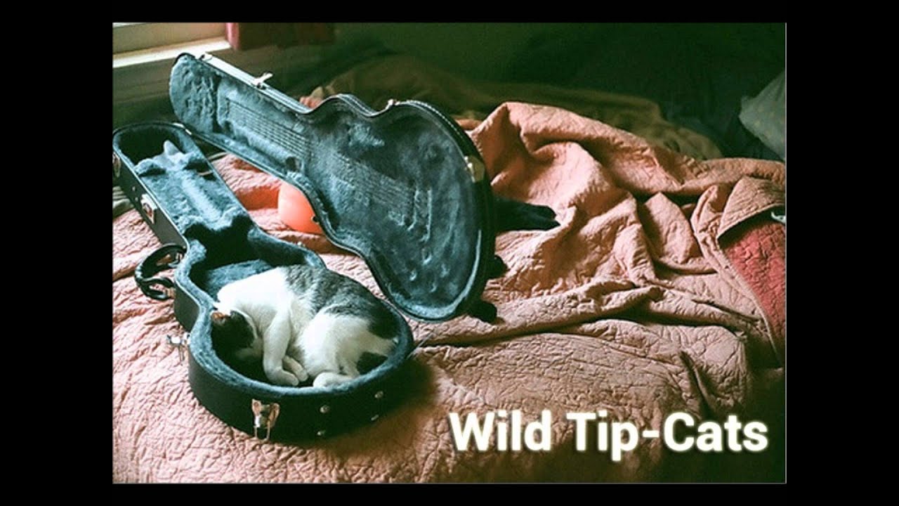 Wild Tip-Cats - You ain't woman enough (cover)