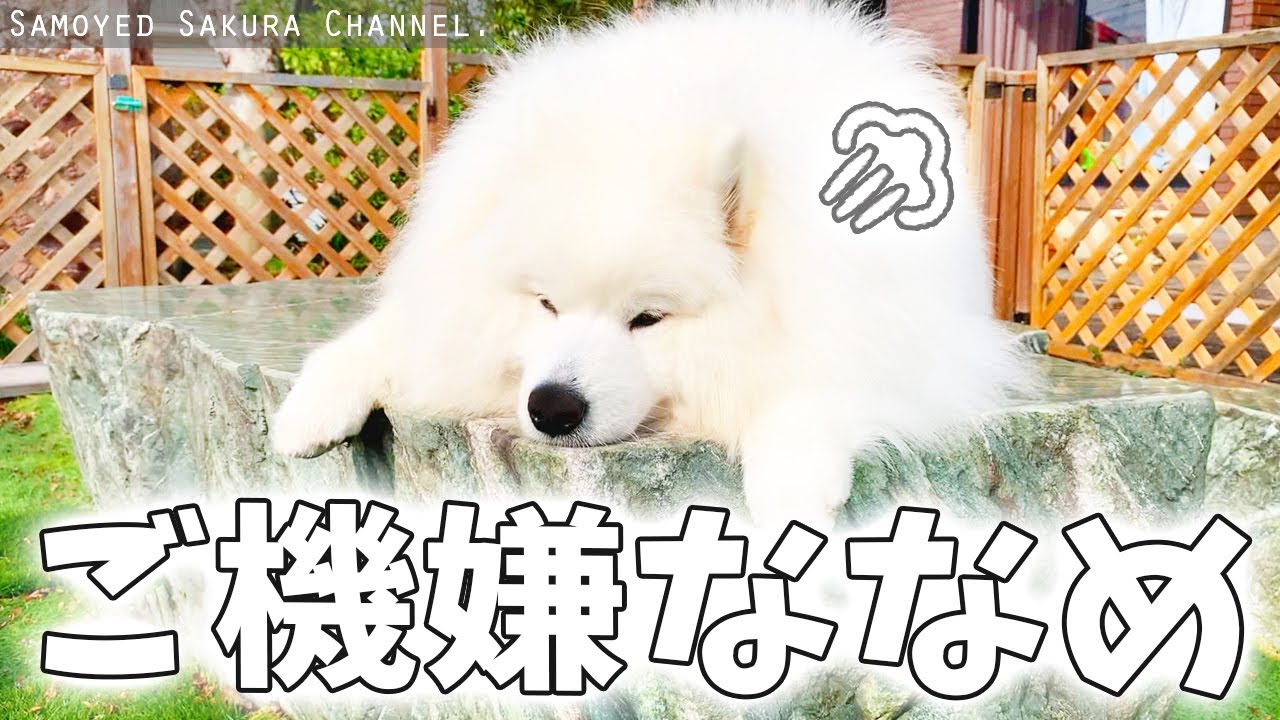 パパが出掛けて不機嫌になるサモエドさくら