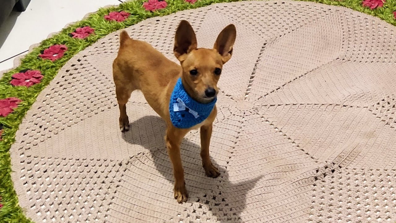 COMO FAZER BANDANA PET DE CROCHÊ #facil#pratico#rapido#iniciante#lenço