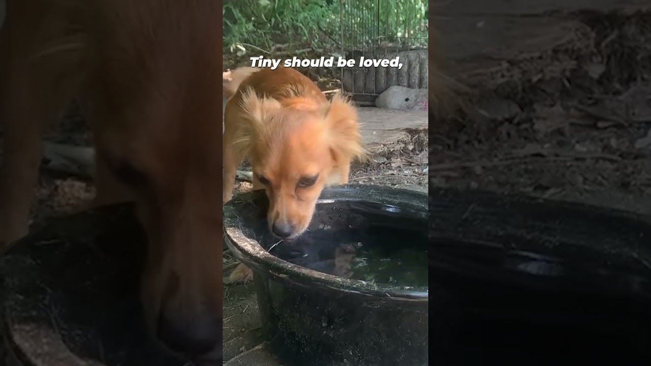 Dog found tied up with NO WATER in the heat