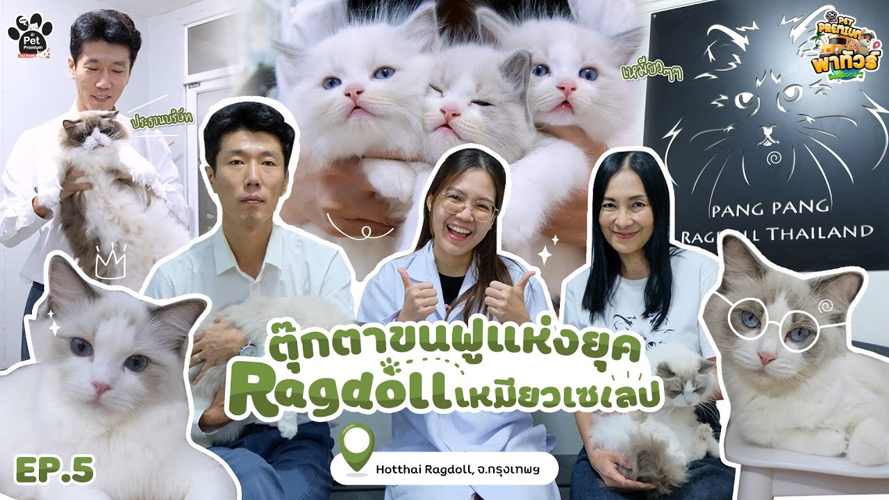 ไถแอปไหนก็เจอ! Ragdoll แมวเซเลปน่ารักเหมือนตุ๊กตา Ragdoll Pang Pang HotThai #KleensPetPremiumพาทัวร์