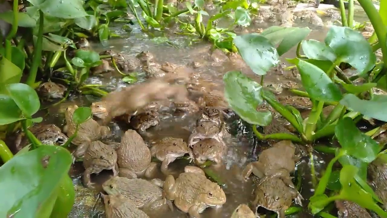 #កង្កែបពូជ្រៃ #froge 