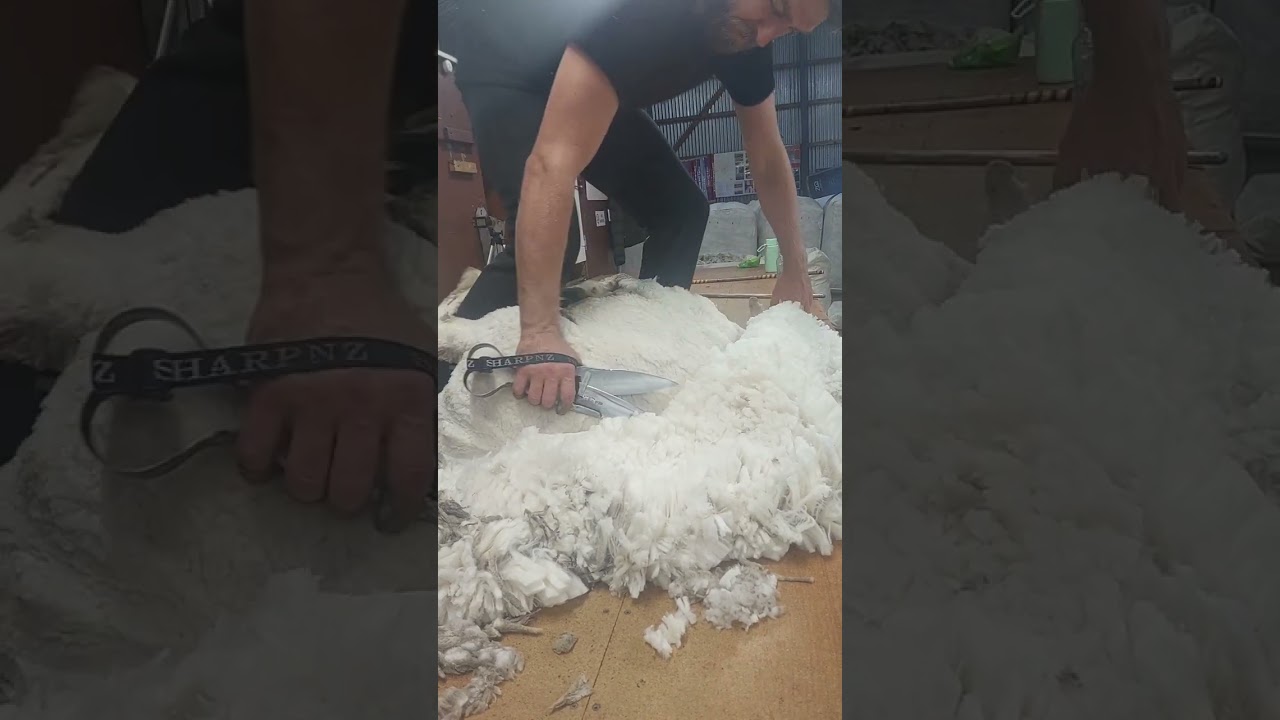 How to Blade Shear (hand shear) - Merino ewe
