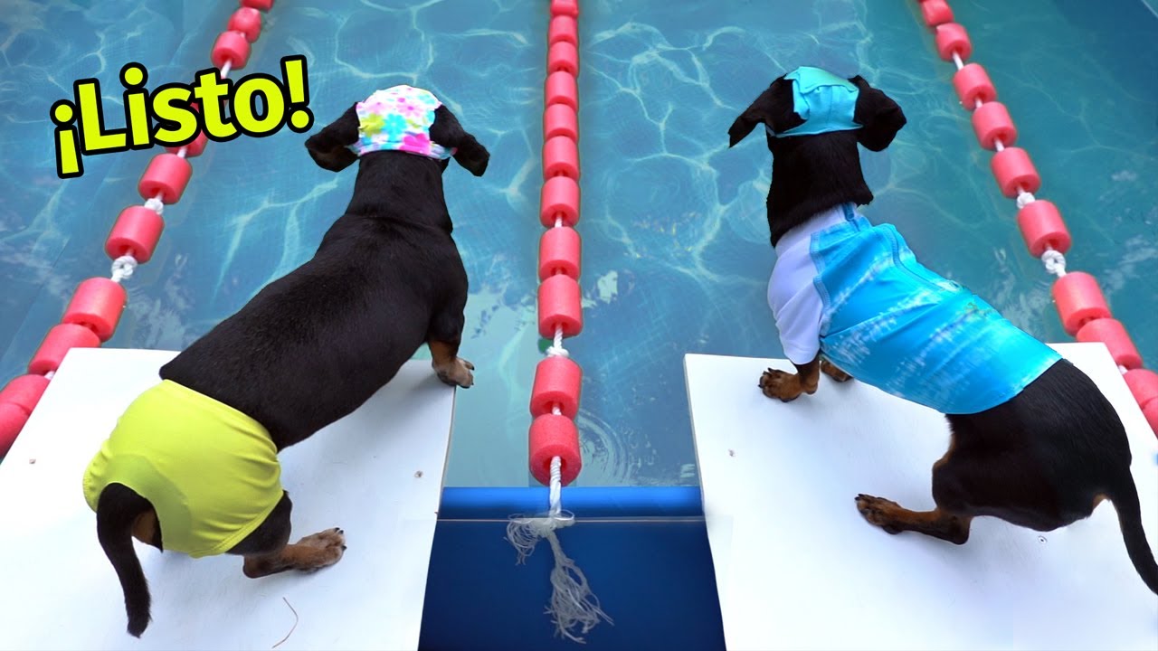 Las Salchiolimpiadas 🏅- Divertidas competencias de perros salchicha 🌭