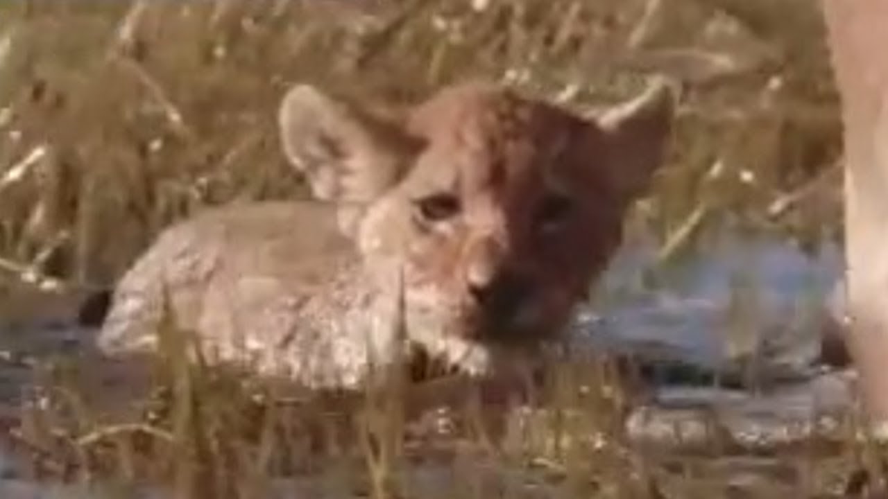 Lion Cubs Swim Away from Danger | BBC Studios