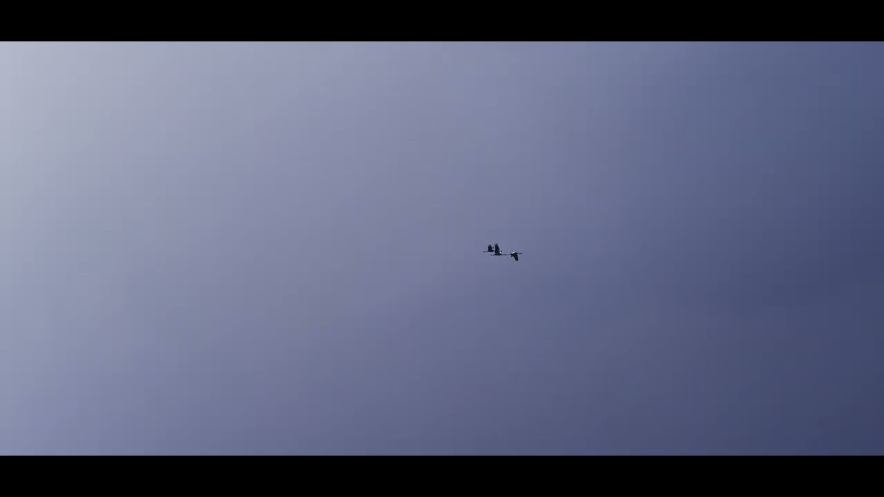 Birds flying in the distance against storm clouds | Free Stock Video Footage