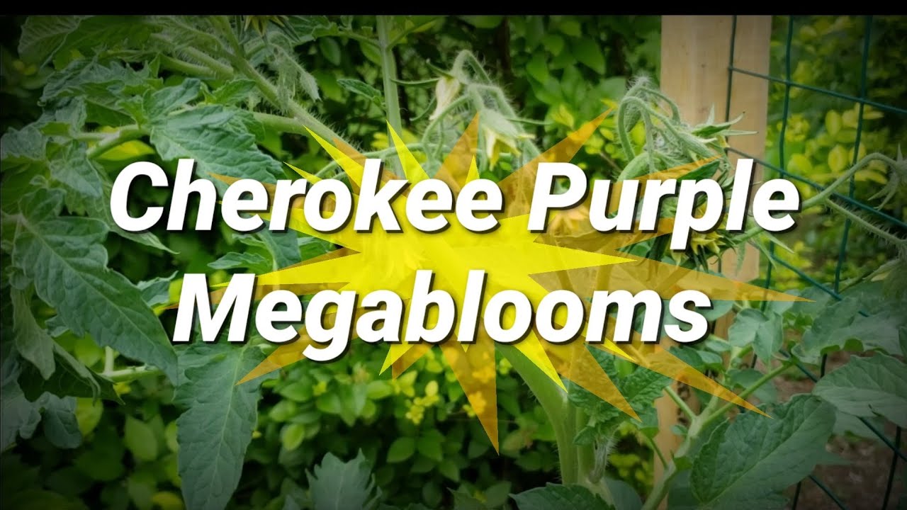 Massive Cherokee Purple Megablooms