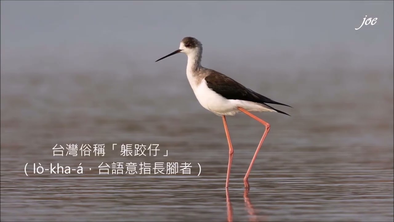高蹺鴴