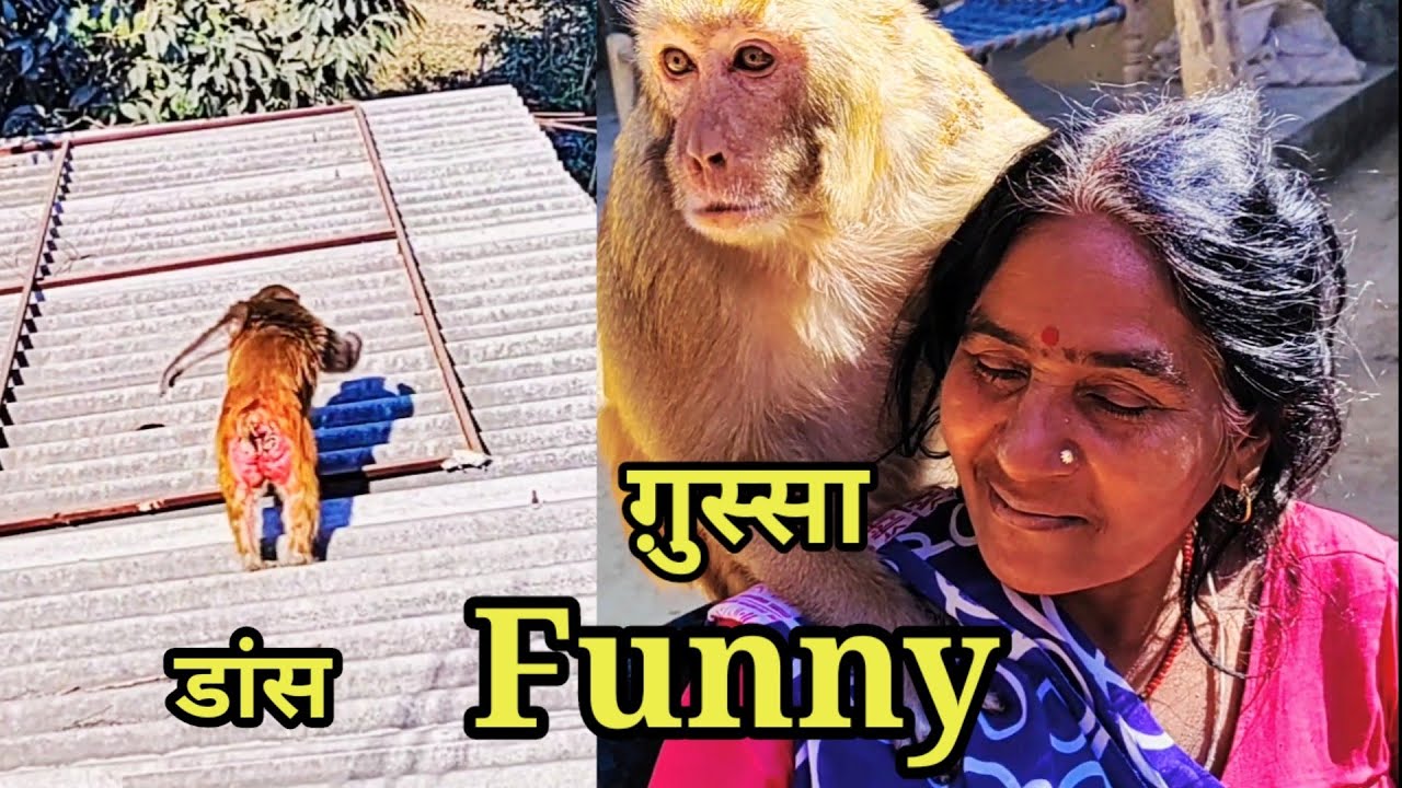 मंकी रानी का डांस🤣🤣।। मंकी रानी का गुस्सा।। मंकी रानी की फनी।। Monkey Rani all Activities।।