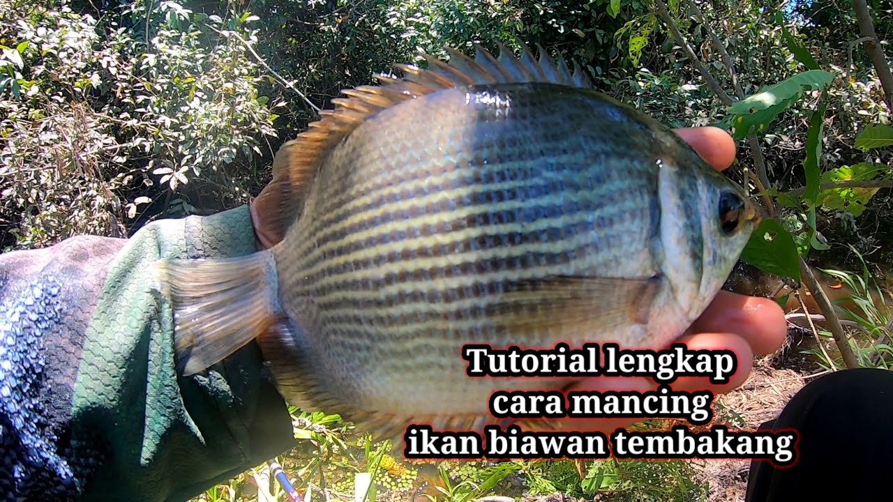 Asli tanpa setingan.! Gunakan umpan roti mancing ikan tembakang atau biawan