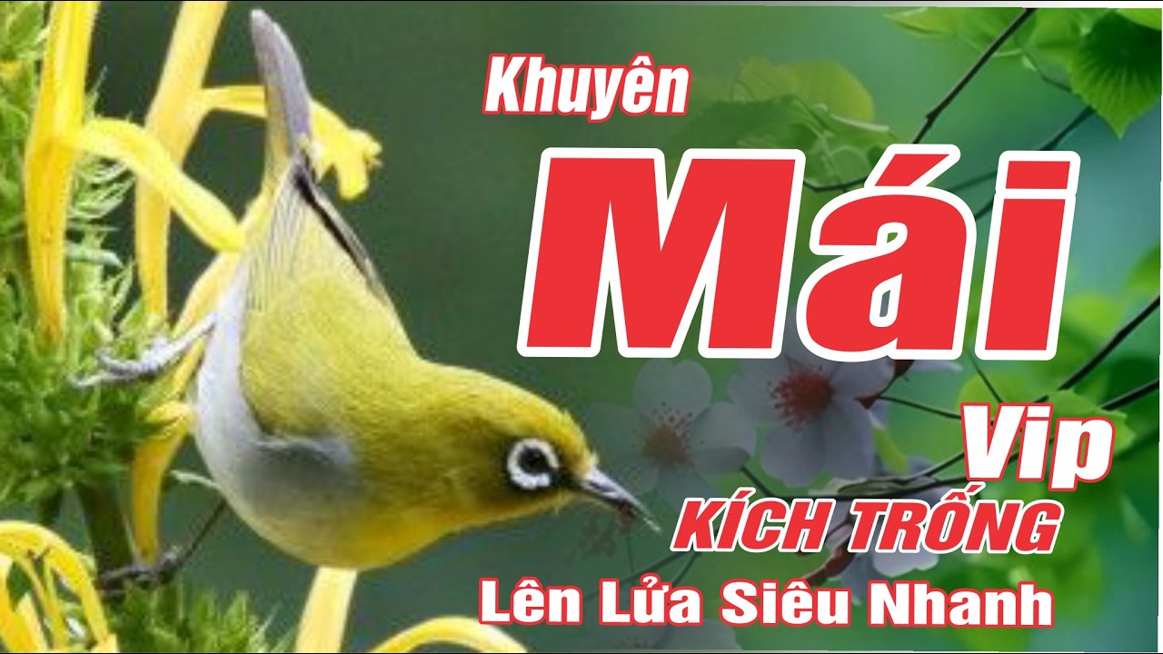 Khuy&ecirc;n M&aacute;i Tơ Vip K&iacute;nh Trống Si&ecirc;u K&iacute;ch Trống Nhanh Căng Lửa - Mở L&ecirc;n Trống L&iacute;u Ngay