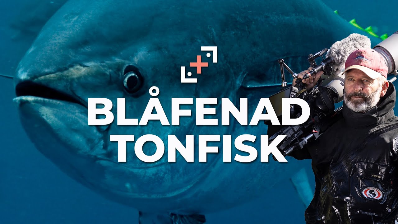 Bl&aring;fenad tonfisk i &Ouml;resund