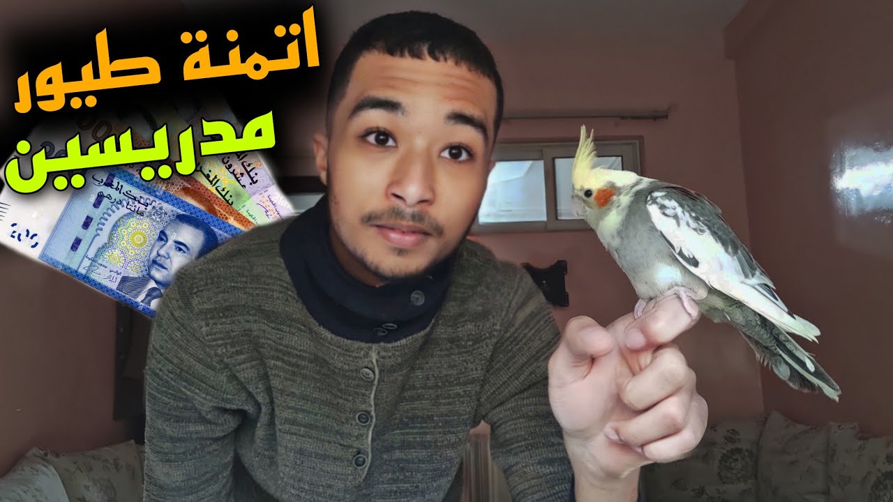 هدا هو تمن طيور calopsite, inseparable.... مدريسين 🔥⁉️