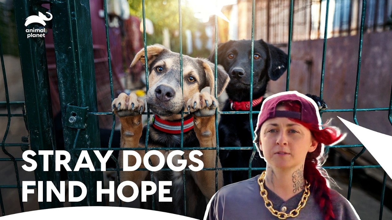 Tia Torres & Team Faces the Toughest Part in Rescue | Pit Bulls & Parolees S7 E1,2,3 | Animal Planet