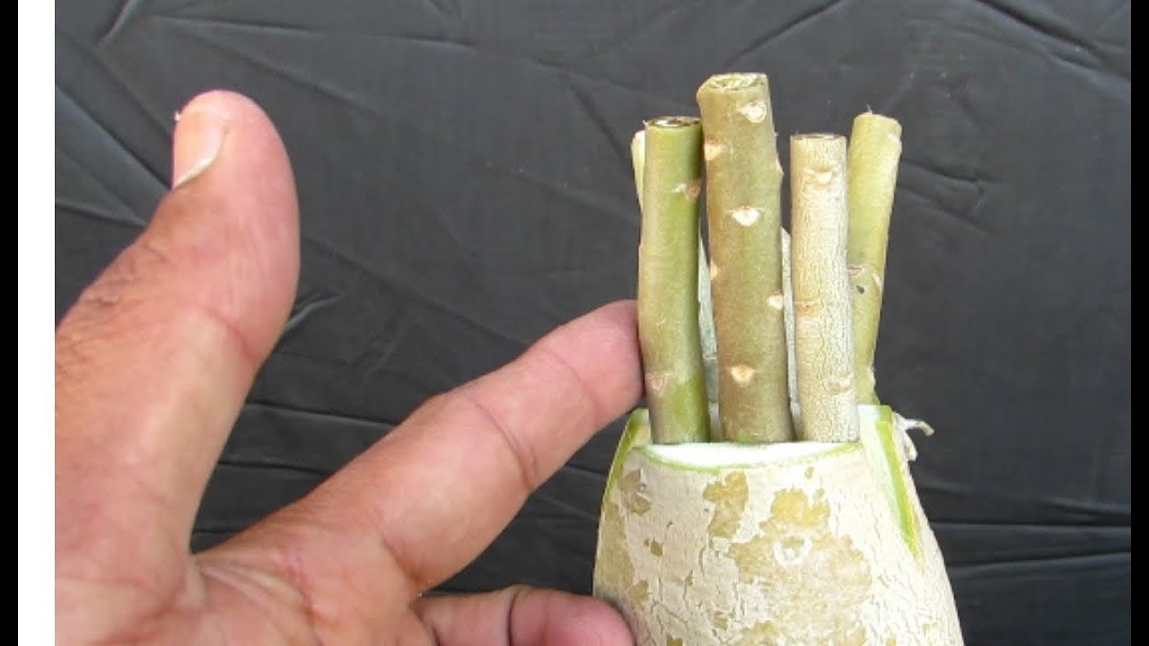 Adenium Multiple Grafting/ Six Colour Flowers on one Plant..