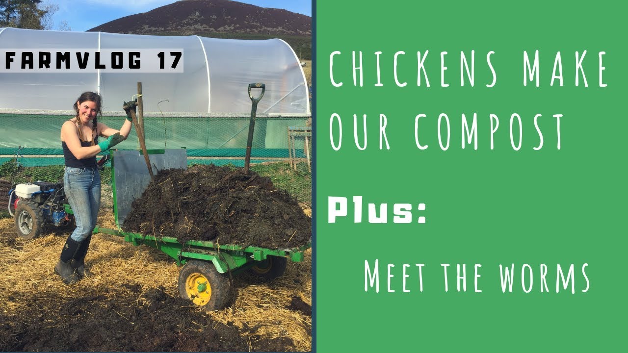 CHICKENS MAKE OUR COMPOST | bath tub WORM FARMS | FARMVLOG 17