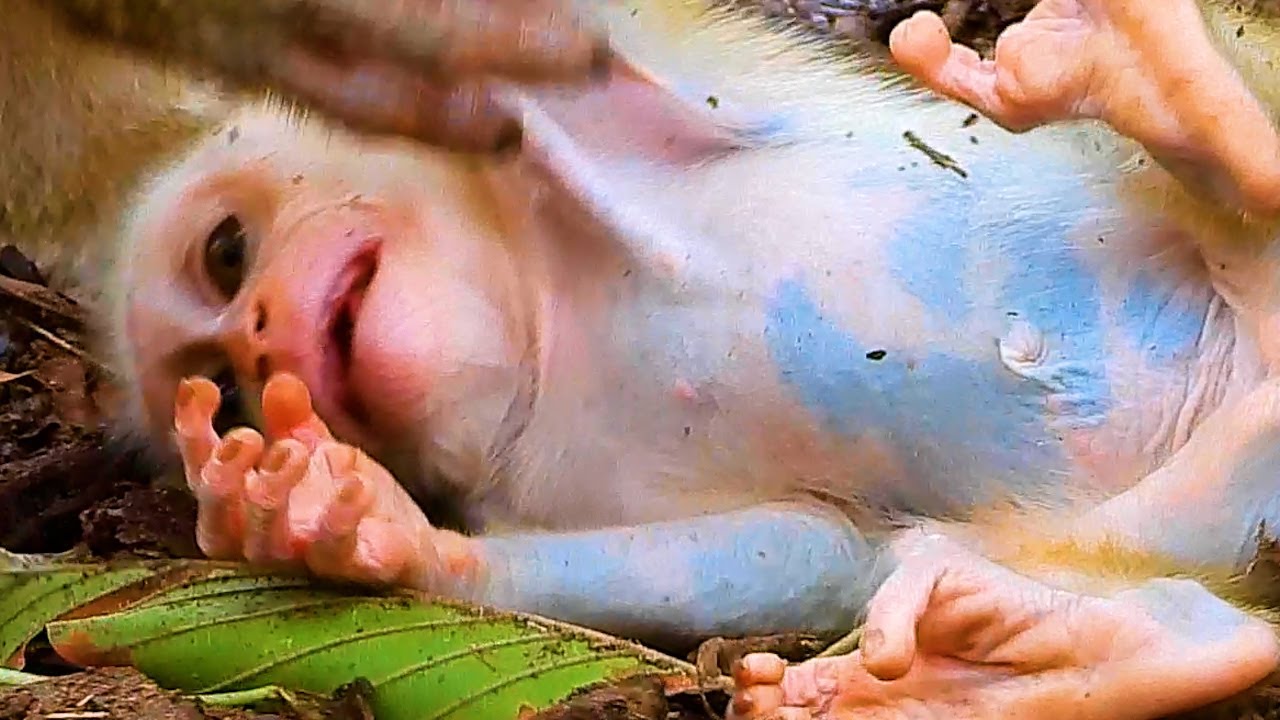 Great Video ! Lucie So Lovely Smart Cute Baby MonkeyBaby .