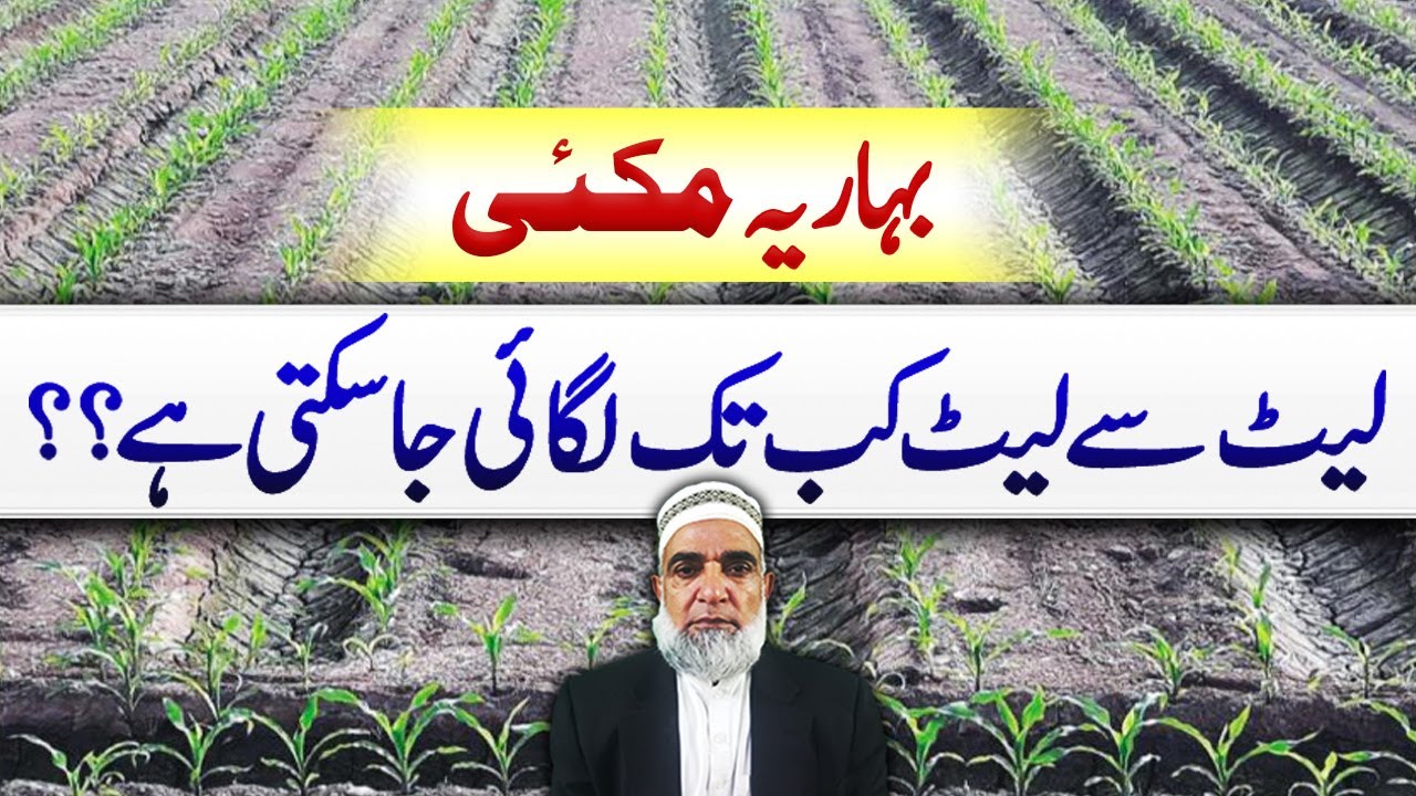 Maximum late cultivation time for Spring Maize 2025 || Crop Reformer