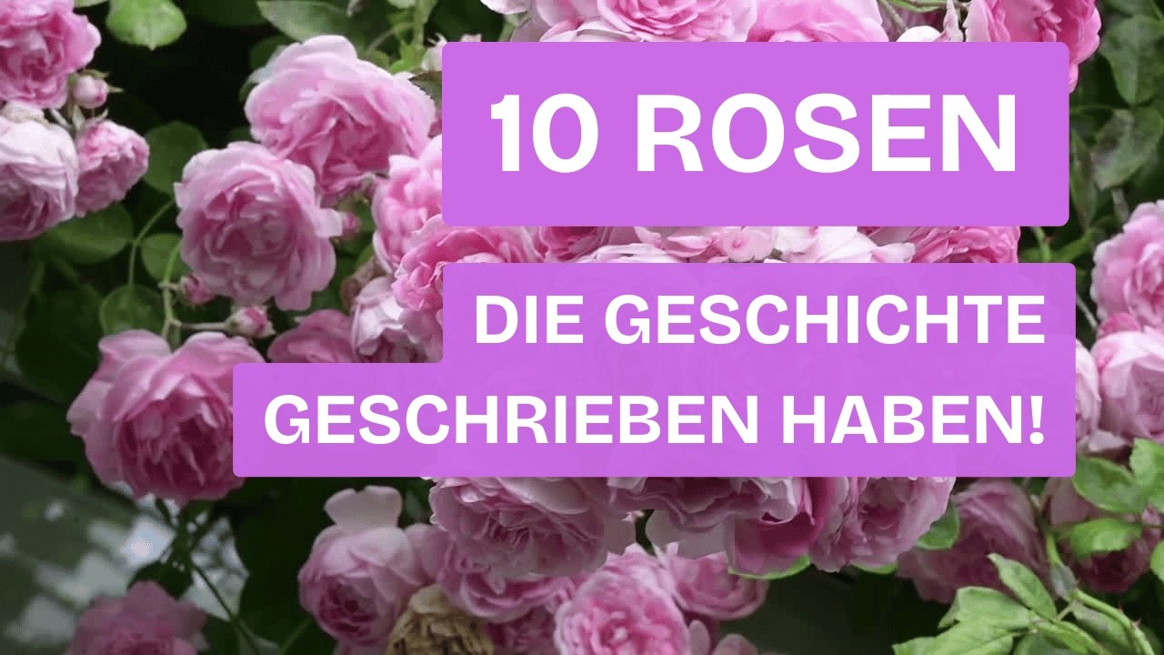 10 historische Rosen, die deinen Garten unvergesslich machen
