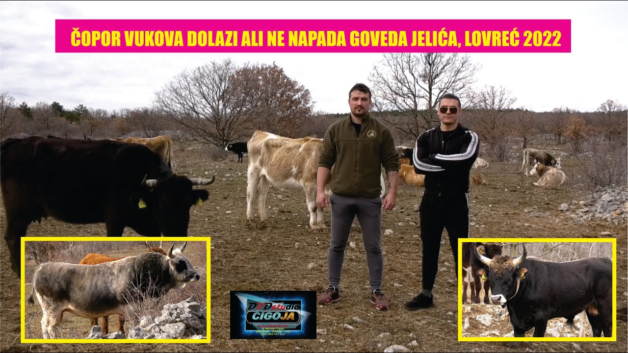 - ČOPOR VUKOVA DOLAZI ALI NE NAPADA GOVEDA JELIĆA LOVREĆ 2022 DALMACIJA KORIDE