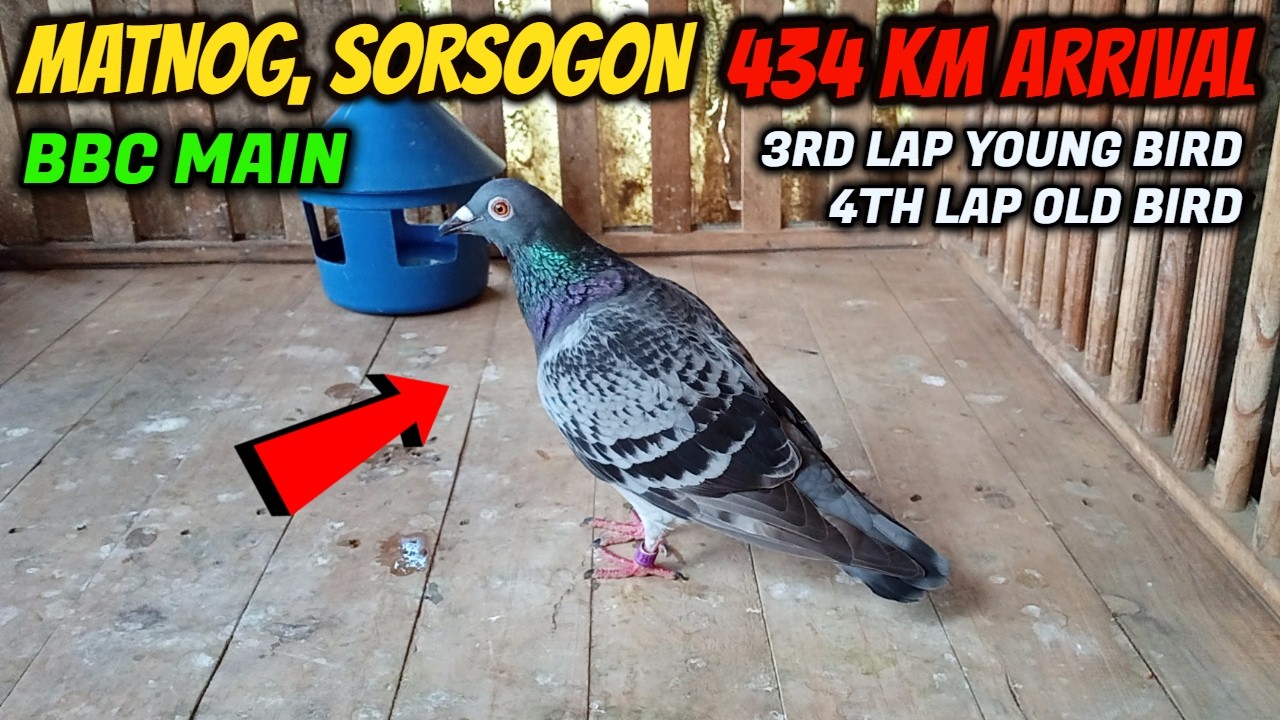 MATNOG, SORSOGON BBC MAIN 3RD LAP YB, 4TH LAP OB 434 KM ARRIVAL