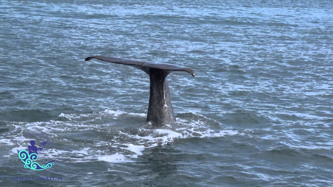 Whale Watch Kaikoura 30 Sec Video